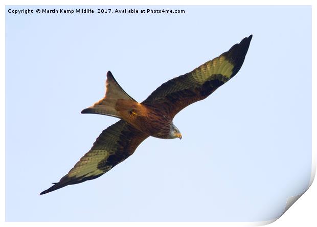 Red Kite 2 Print by Martin Kemp Wildlife