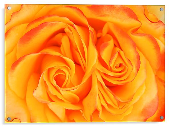 Belle Epoque roses  Acrylic by Stephanie Veronique