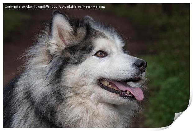 Husky cross Malamute Print by Alan Tunnicliffe