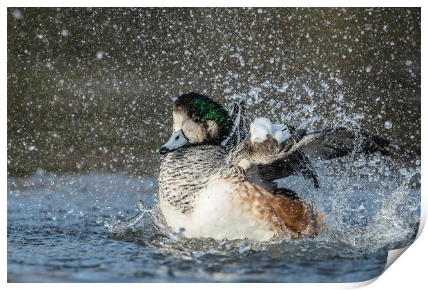 Splash it all over Print by Philip Male