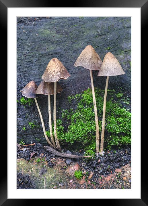 Group of Toadstools Framed Mounted Print by Chris Day