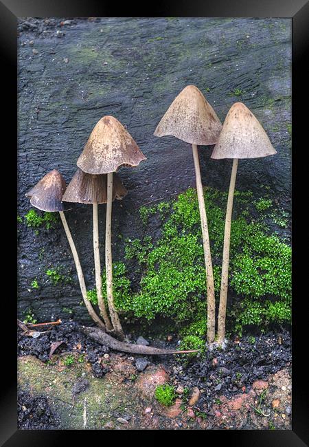 Group of Toadstools Framed Print by Chris Day