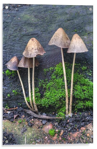 Group of Toadstools Acrylic by Chris Day
