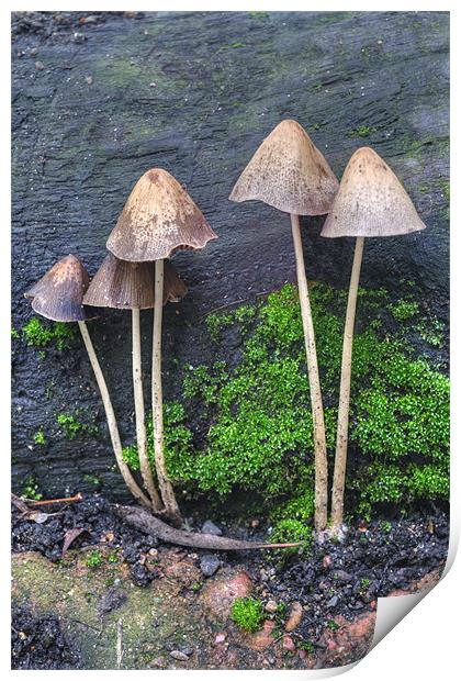 Group of Toadstools Print by Chris Day