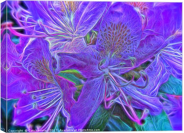 Purple Rhododendron Canvas Print by Catchavista 