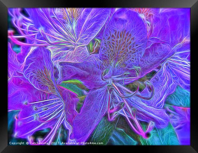 Purple Rhododendron Framed Print by Catchavista 