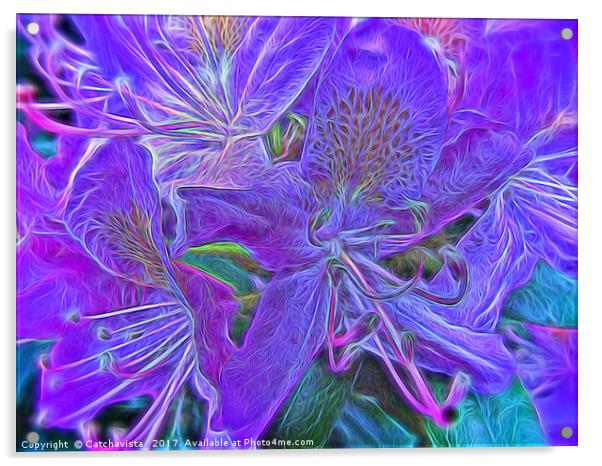 Purple Rhododendron Acrylic by Catchavista 