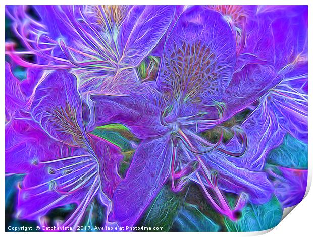 Purple Rhododendron Print by Catchavista 