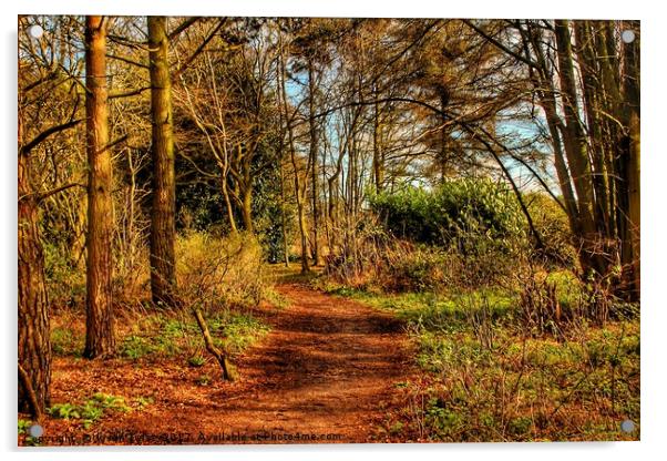 Forest path Acrylic by Jason Twist