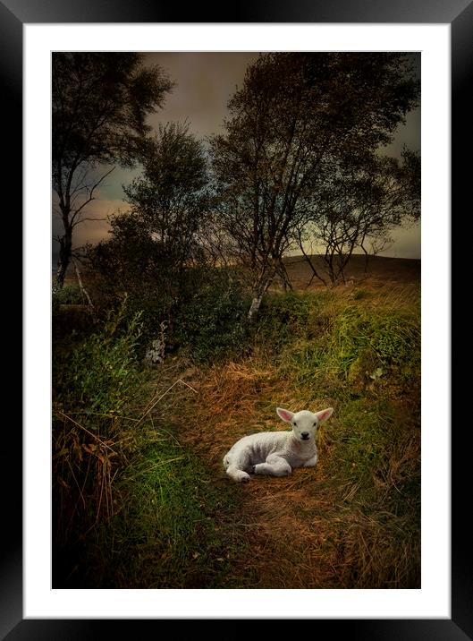 A young lamb on Rannoch Moor  Framed Mounted Print by Eddie John