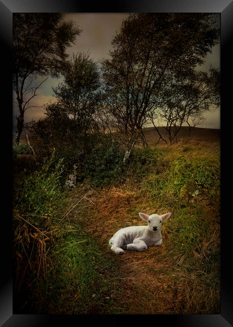 A young lamb on Rannoch Moor  Framed Print by Eddie John