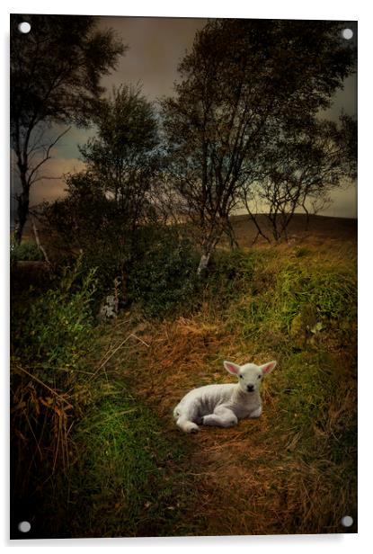 A young lamb on Rannoch Moor  Acrylic by Eddie John