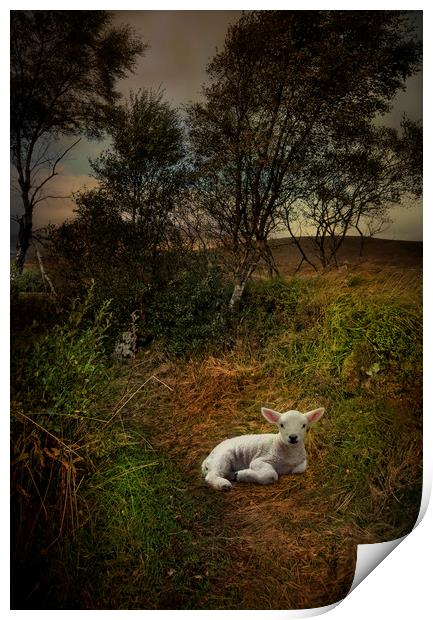 A young lamb on Rannoch Moor  Print by Eddie John