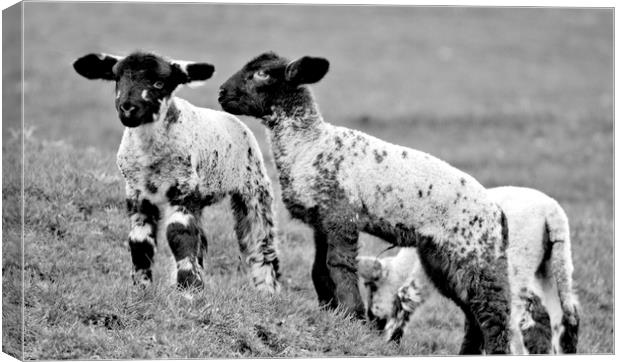 Spring Lambs Canvas Print by Darren Burroughs