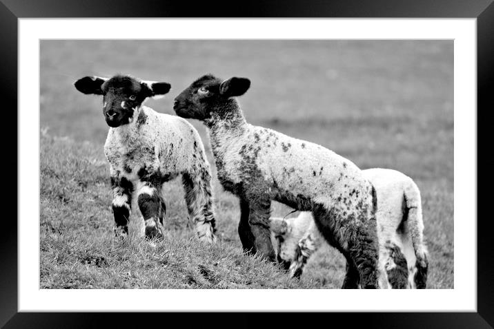 Spring Lambs Framed Mounted Print by Darren Burroughs
