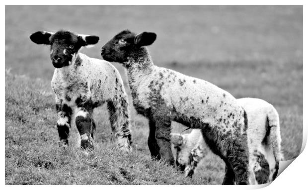 Spring Lambs Print by Darren Burroughs
