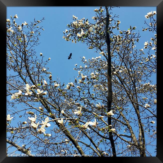 sky in spring Framed Print by Marinela Feier