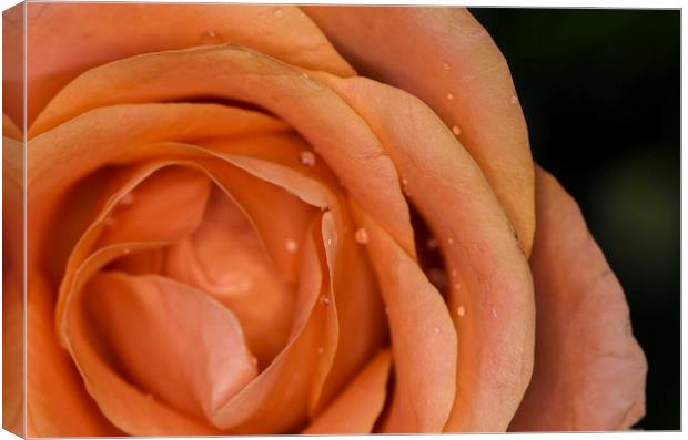 Glistening Dew on a Peach Rose Canvas Print by Jennifer Higgs