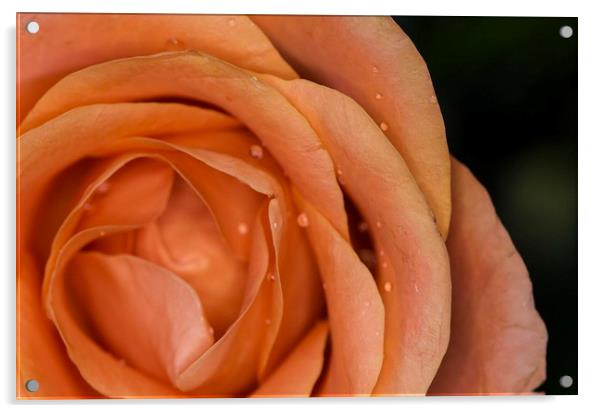 Glistening Dew on a Peach Rose Acrylic by Jennifer Higgs