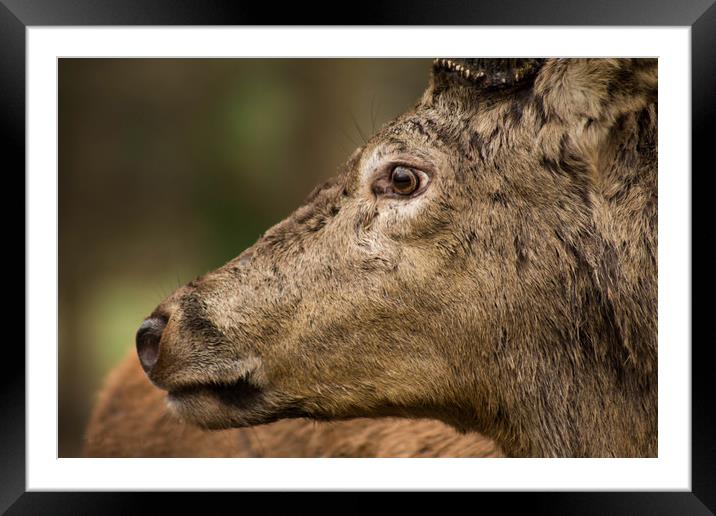 The Stare of the Stag Framed Mounted Print by Jennifer Higgs