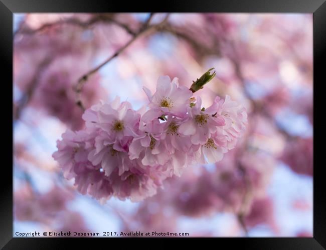 Pretty Pastel Pink Prunus Blossom. Framed Print by Elizabeth Debenham