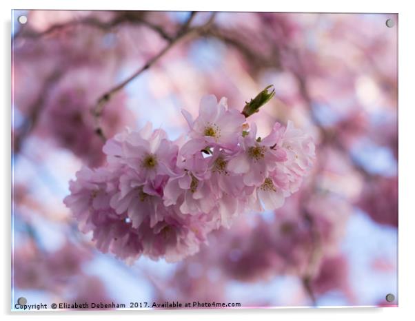 Pretty Pastel Pink Prunus Blossom. Acrylic by Elizabeth Debenham