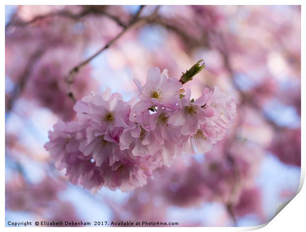Pretty Pastel Pink Prunus Blossom. Print by Elizabeth Debenham