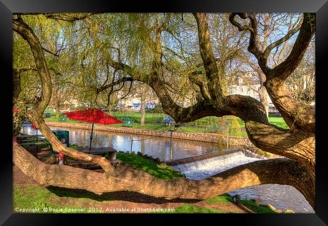 Twisted tree by Dawlish brook early morning Framed Print by Rosie Spooner