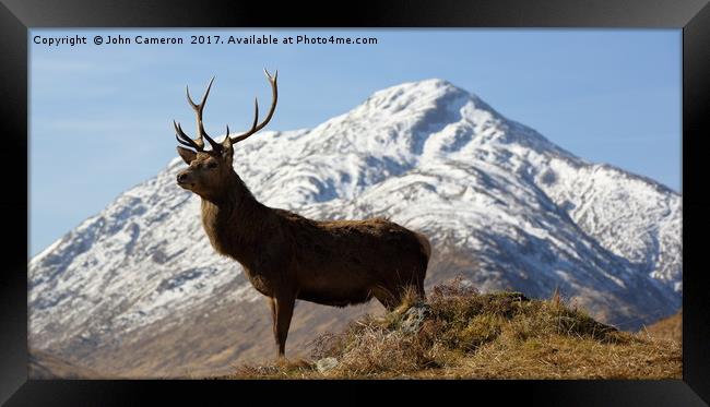 Wild Red Deer Stag. Framed Print by John Cameron