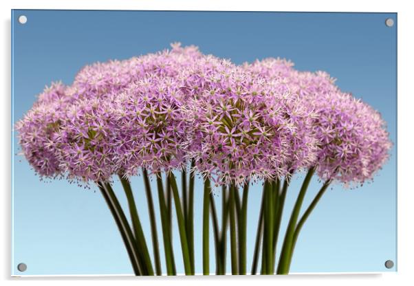 Allum flowers Acrylic by Tony Bates