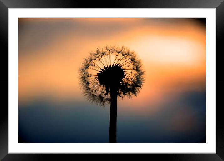 Dandelion Sunset landscape v1 Framed Mounted Print by HQ Photo