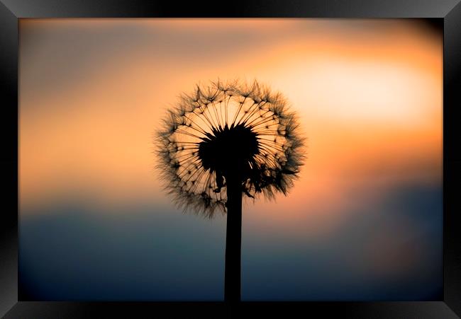 Dandelion Sunset landscape v1 Framed Print by HQ Photo