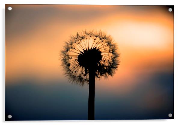 Dandelion Sunset landscape v1 Acrylic by HQ Photo