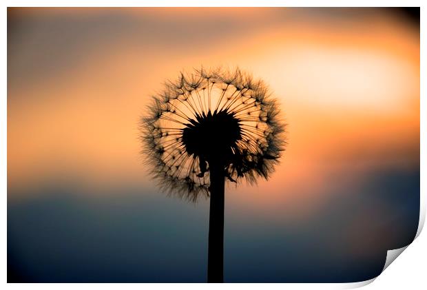 Dandelion Sunset landscape v1 Print by HQ Photo