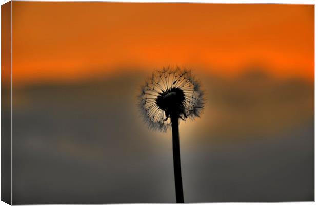 Dandelion Sunset landscape v3 Canvas Print by HQ Photo