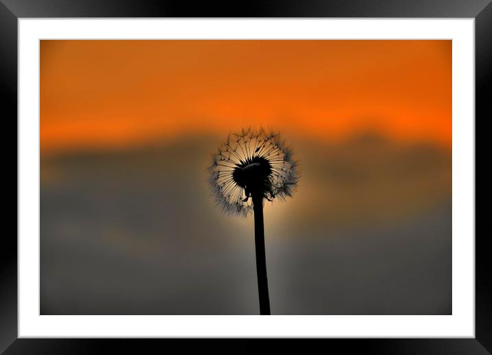 Dandelion Sunset landscape v3 Framed Mounted Print by HQ Photo