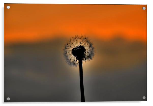 Dandelion Sunset landscape v3 Acrylic by HQ Photo