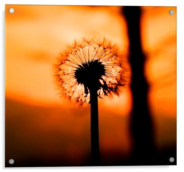 Dandelion Sunset landscape v2 Acrylic by HQ Photo