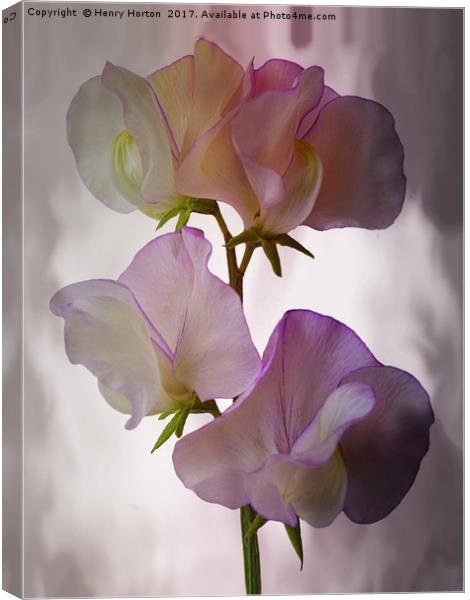 Sweet Pea Canvas Print by Henry Horton