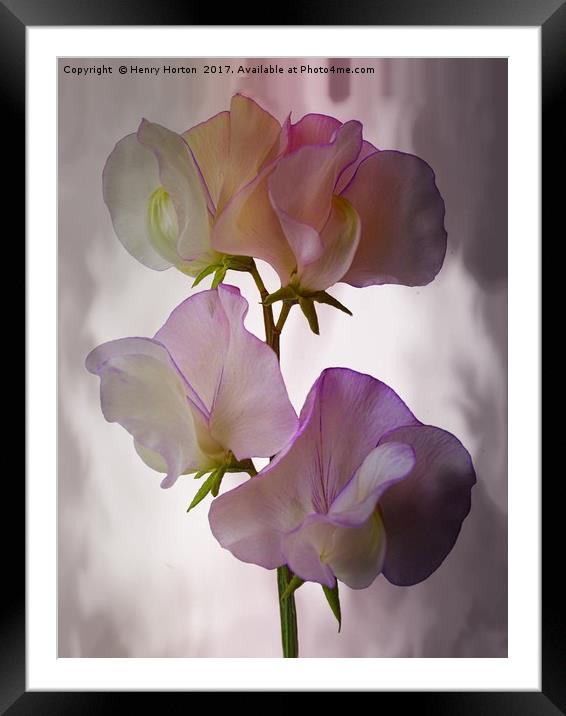 Sweet Pea Framed Mounted Print by Henry Horton