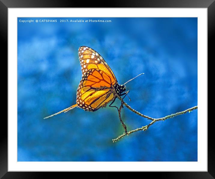 BUTTERFLY LIGHT Framed Mounted Print by CATSPAWS 