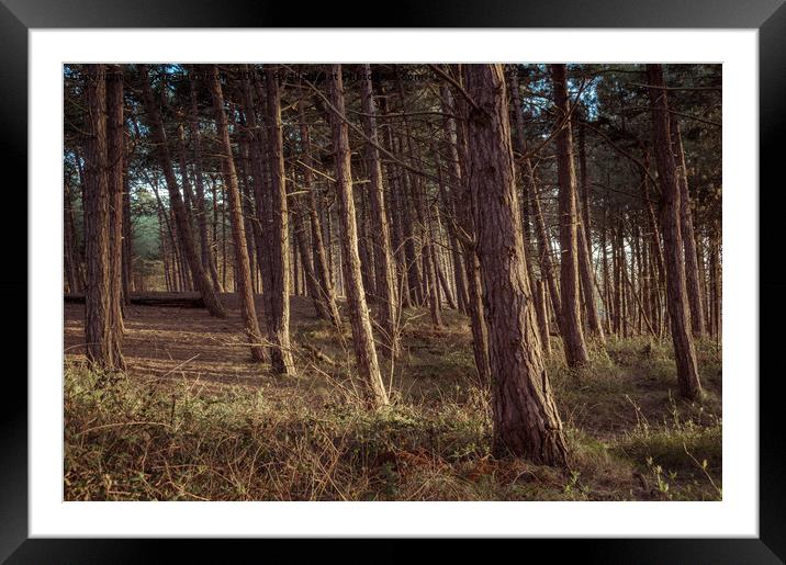 Formby Pinewoods  Framed Mounted Print by James Harrison