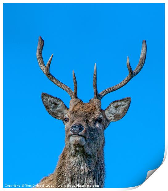HIghland Red Stag portrait Print by Tom Dolezal