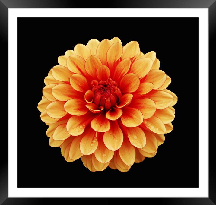 Dahlia with raindrops Framed Mounted Print by Chris Thaxter