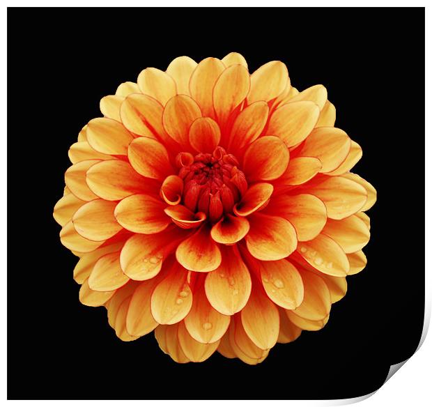 Dahlia with raindrops Print by Chris Thaxter