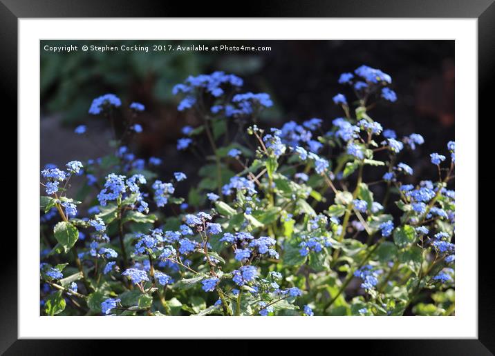 Brunner - Blue Flowers Framed Mounted Print by Stephen Cocking