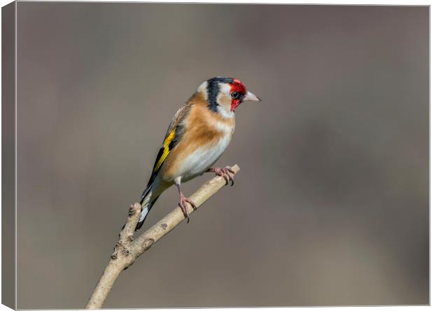 Goldfinch Canvas Print by Angela H