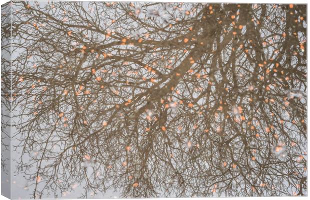 Reflected Trees Canvas Print by Garry Quinn