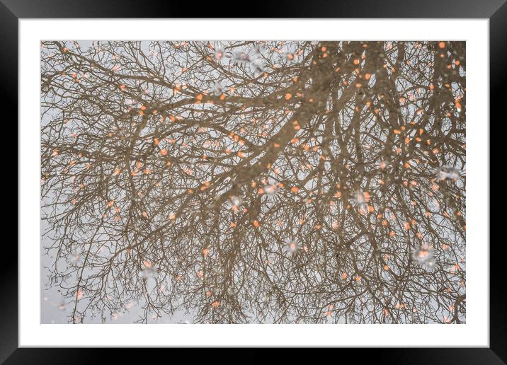 Reflected Trees Framed Mounted Print by Garry Quinn