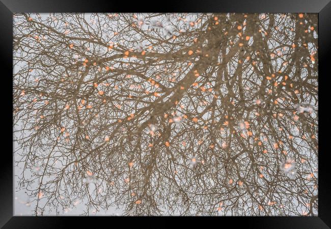 Reflected Trees Framed Print by Garry Quinn